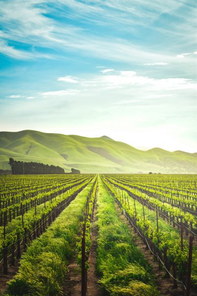 Vineyard in California, green hills in the background, blue sky, green grass and vines, ultra realistic photography, cinematic light, professional color grading, clear details. --ar 85:128