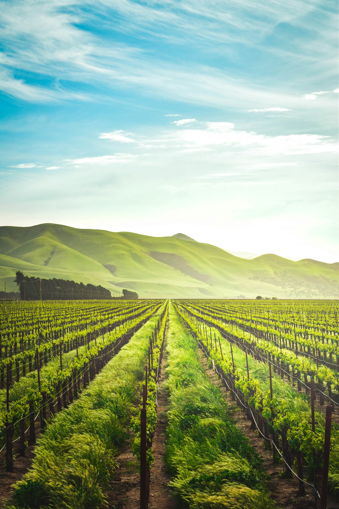 Vineyard in California, green hills in the background, blue sky, green grass and vines, ultra realistic photography, cinematic light, professional color grading, clear details. –ar 85:128