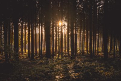 A dense forest at sunset, with tall trees casting long shadows and the sun breaking through to light up an area of open space in front of them. The photo captures the tranquil beauty of nature's tranquility, with soft lighting highlighting textures on tree trunks and leaves. --ar 128:85