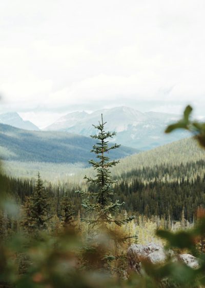 A distant view of the beautiful Canadian Rockies, tall pine trees in the foreground, green and brown colors, cinematic, shot on film, photo realistic, white sky, mountains in the background, forest in the distance, depth of field, rule of thirds, f/20. --ar 91:128