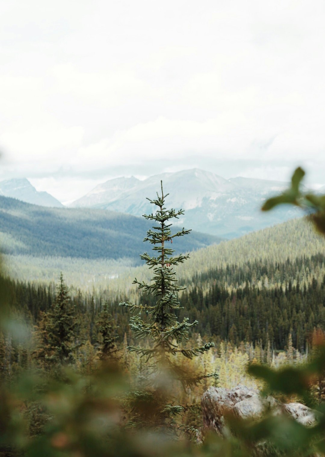 A distant view of the beautiful Canadian Rockies, tall pine trees in the foreground, green and brown colors, cinematic, shot on film, photo realistic, white sky, mountains in the background, forest in the distance, depth of field, rule of thirds, f/20. –ar 91:128