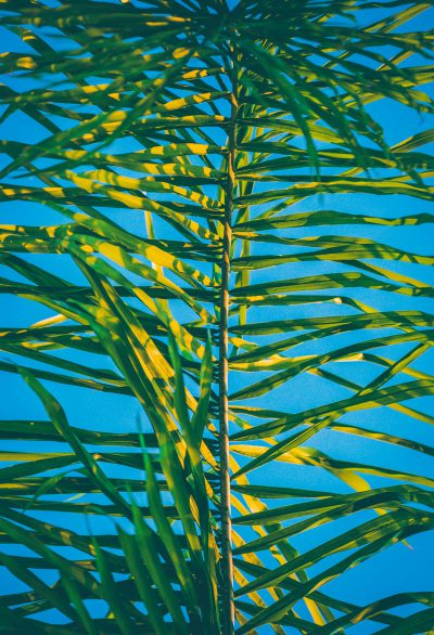 A palm tree with green leaves against the blue sky, closeup, high angle view, yellow-green and light cyan style, vray tracing, graphic design poster art, fujifilm pro 400h film aesthetic, bright colors, bold lines, low saturation, shadows, strong contrast between reality and illusion, symmetrical composition, minimalist background, rich in detail, surrealism, stunning, high resolution, in the style of minimalism. --ar 87:128