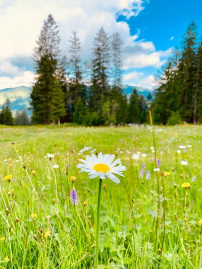 meadow with white daisies, grassy meadows and forest in the background, alpine landscape, blue sky with clouds, mountains, shot in the style of canon eos r5 --ar 3:4