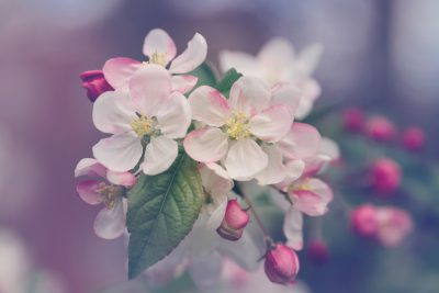 Beautiful apple blossoms in spring, pastel colors, blurred background, macro photography, soft focus, shallow depth of field, vintage style, dreamy mood, floral wallpaper, Canon EOS camera with a macro lens, closeup shot of delicate flowers, soft natural light, pastels and pinks, springtime atmosphere. --ar 128:85