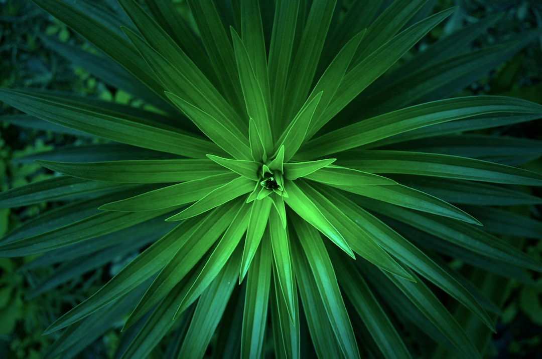 top view of green palm plant, dark background, high resolution photography, insanely detailed –ar 128:85