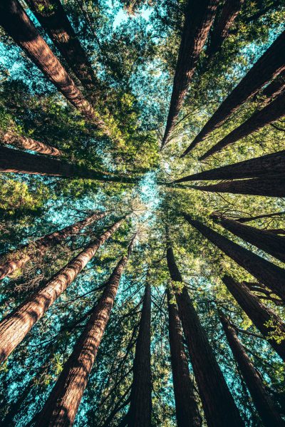 Photo of tall redwood trees from the ground looking up, vibrant colors, bright sky, low angle shot, wide lens, in the style of unsplash photography. --ar 85:128