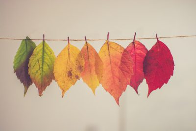 A row of colorful autumn leaves hanging on the clothesline, white background, studio shot, high resolution photography, professional color grading, soft shadows, no contrast, clean sharp focus, focus stacking, macro stock photo --ar 128:85