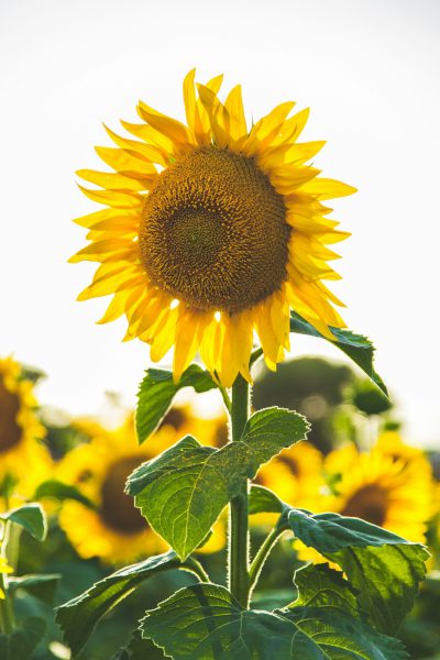 A sunflower stands tall in the center of an open field, its vibrant yellow petals glistening under sunlight. The delicate green leaves and thick stem add to its captivating beauty against a clear white sky. The painting focuses on the face of the sunflower in the style of Van Gogh. --ar 85:128