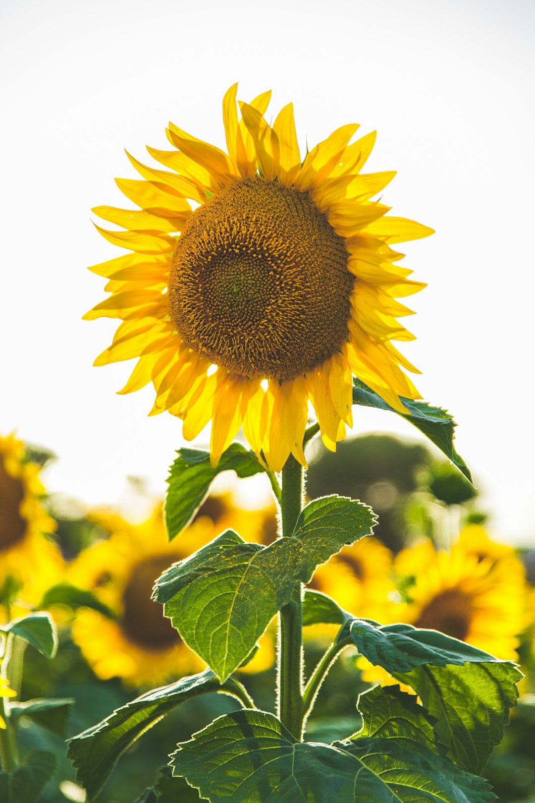 A sunflower stands tall in the center of an open field, its vibrant yellow petals glistening under sunlight. The delicate green leaves and thick stem add to its captivating beauty against a clear white sky. The painting focuses on the face of the sunflower in the style of Van Gogh. –ar 85:128