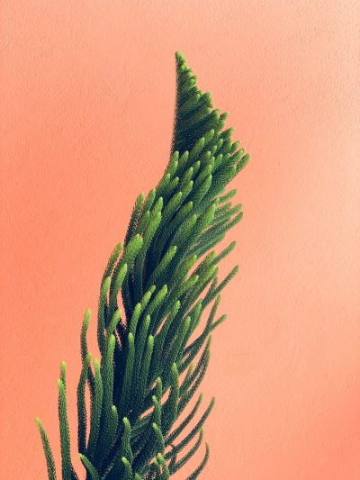 green pine tree on peach color wall, close up, macro photography, minimalism, high resolution, hyper realistic, professional photograph, high detail --ar 3:4