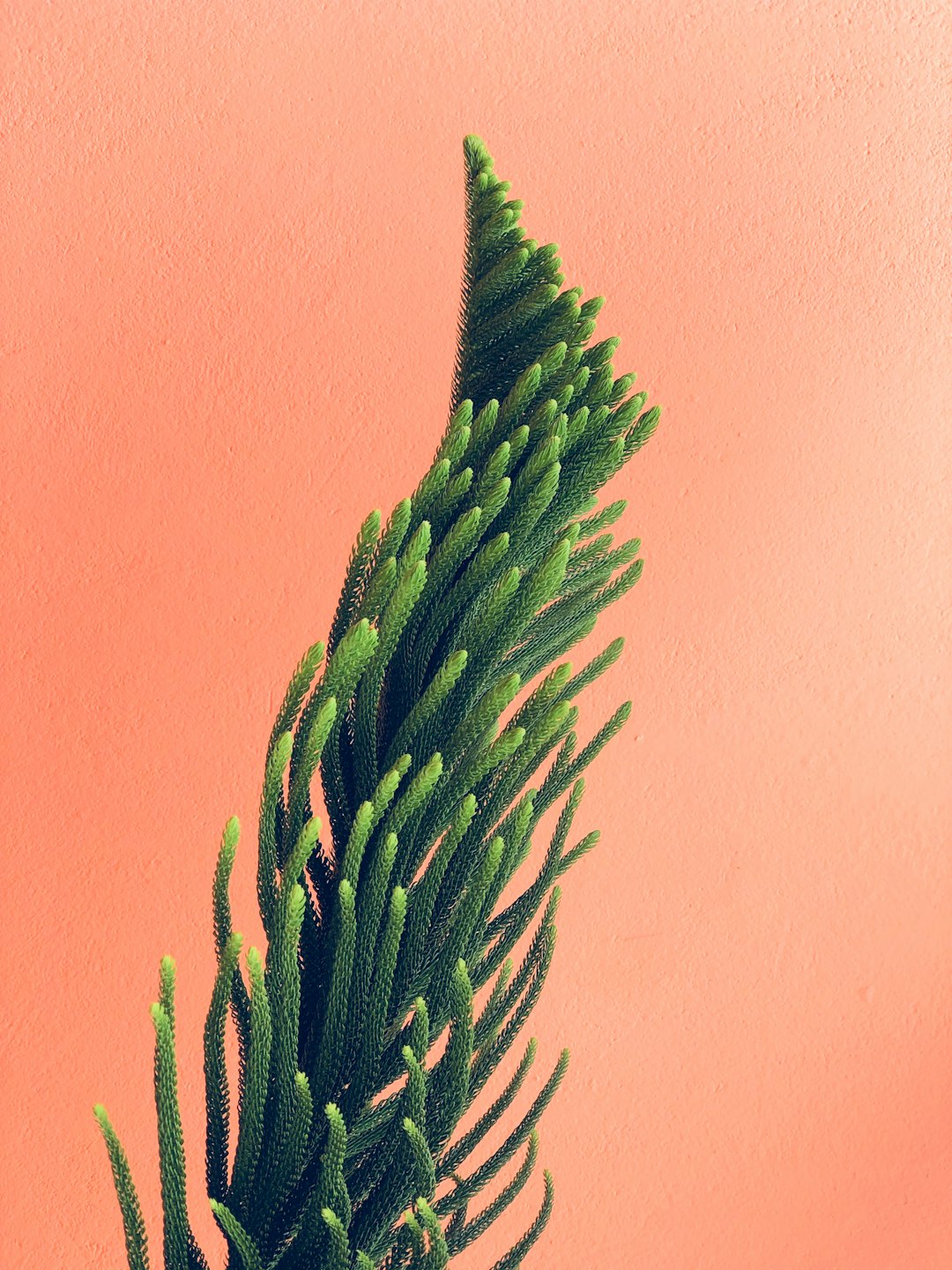 green pine tree on peach color wall, close up, macro photography, minimalism, high resolution, hyper realistic, professional photograph, high detail –ar 3:4