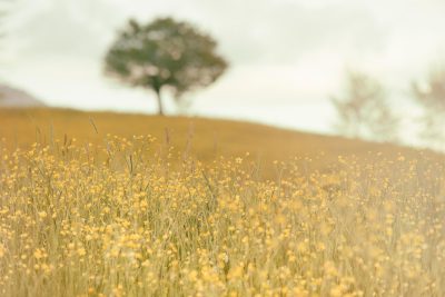 Photograph of yellow wildflowers in the foreground, rolling hills and tree silhouettes in the background, muted colors, shallow depth of field, soft focus, low angle shot, hazy atmosphere, vintage film look, in the style of an early photographer. --ar 128:85