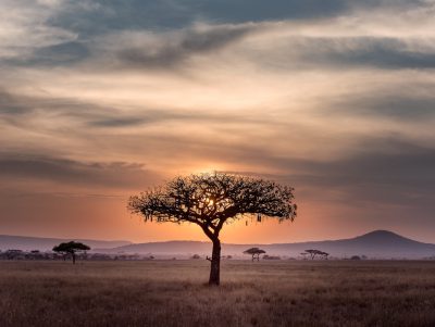 A lone acacia tree silhouetted against the setting sun in an African savanna, with mountains and clouds visible on the horizon. The scene captures the vastness of Africa's landscape and highlights one iconic symbol of its diverse wildlife environment. The photograph was taken with a Nikon D850 DSLR camera using a Nikkor ultrawideangle lens in the style of landscape photography. --ar 4:3