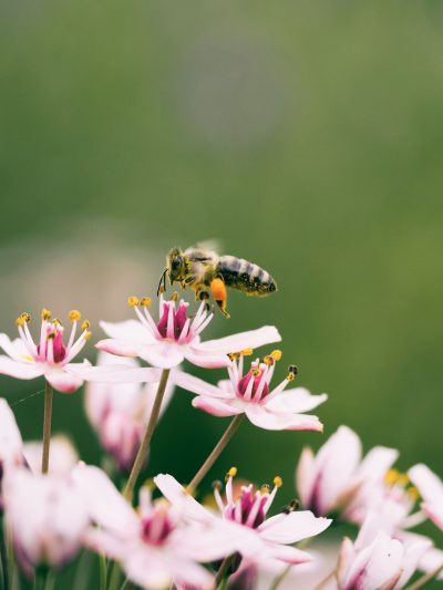 A photo of a bee flying over pink flowers taken with a Canon EOS camera on Kodak Gold 200 film. The background is blurred and green. The shot should have a closeup perspective to capture the small details of both flower petals and bees, with soft natural lighting that highlights their textures. This style was popularized in the style of photographer [Rinko Kawauchi](https://goo.gl/search?artist%20Rinko%20Kawauchi) in her photography works. Her work resembles high-quality film photos from stock photography. --ar 3:4