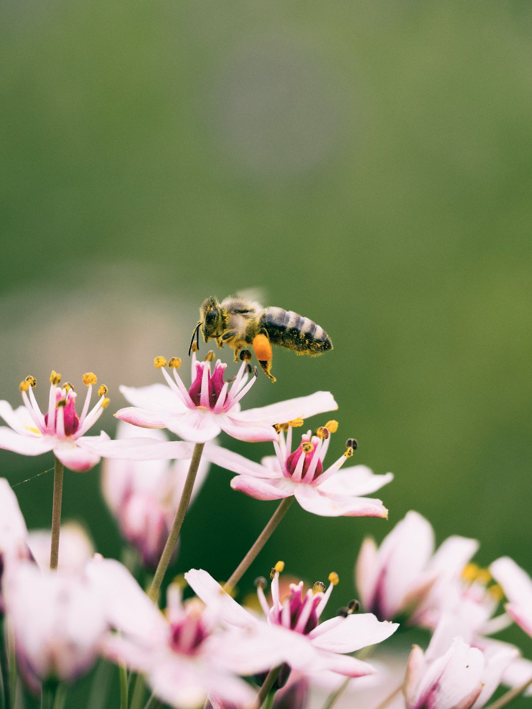 A photo of a bee flying over pink flowers taken with a Canon EOS camera on Kodak Gold 200 film. The background is blurred and green. The shot should have a closeup perspective to capture the small details of both flower petals and bees, with soft natural lighting that highlights their textures. This style was popularized in the style of photographer [Rinko Kawauchi](https://goo.gl/search?artist%20Rinko%20Kawauchi) in her photography works. Her work resembles high-quality film photos from stock photography. –ar 3:4