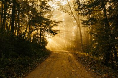 A dirt road in the forest with sunbeams piercing through the trees, during the golden hour. A photography in the style of golden hour. --ar 128:85