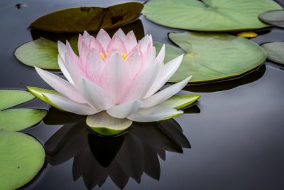 A pink and white water lily flower floating on the surface of an ornamental pond, surrounded by green leaves, with reflections in the still dark grey waters. --ar 128:85