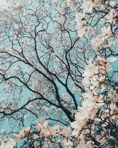 white magnolia tree branches, blue sky background, pastel aesthetic, phone wallpaper --ar 51:64