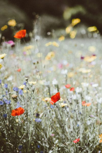 A wildflower meadow with colorful poppies, violets and daisies in the foreground, captured on Kodak Portra film stock, with a grainy texture, natural lighting, vintage feel, blurred background, capturing a sense of nostalgia and tranquility, detailed textures of petals and leaves were shown, vibrant colors were displayed, with a naturalistic photography style in the foreground. --ar 85:128