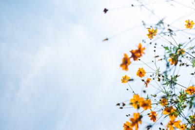 low angle photo of yellow flowers on the right side, sky background, copy space concept, in the style of unsplash photography. --ar 128:85