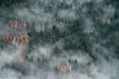 Aerial view of a misty forest in California, USA. Shot in the style of Nikon D850 with an 2470mm f/3.6 lens at ISO190 and shutter speed, embodying the style of documentary photography. --ar 128:85