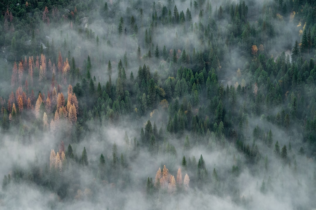 Aerial view of a misty forest in California, USA. Shot in the style of Nikon D850 with an 2470mm f/3.6 lens at ISO190 and shutter speed, embodying the style of documentary photography. –ar 128:85