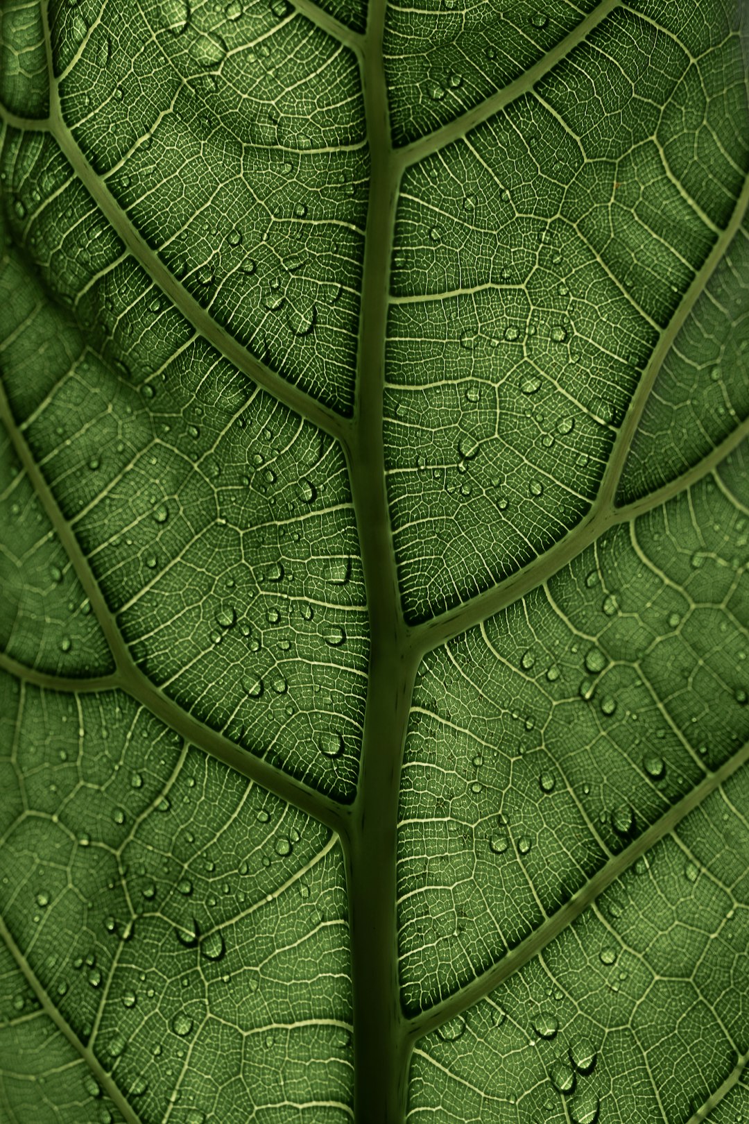 Closeup of green leaf texture with water droplets, macro photography with a macro lens in a symmetrical composition lit by natural light with high contrast and vibrant colors, highlighting the details of the veins on each petal in a realistic rendering style. –ar 85:128