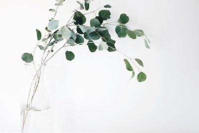 White background, white wall, eucalyptus in a glass vase, a simple composition, minimalist style, clean and fresh light, delicate details, soft lighting, clear focus, natural green tone, and calm emotions. In the style of minimalist artists. --ar 128:85