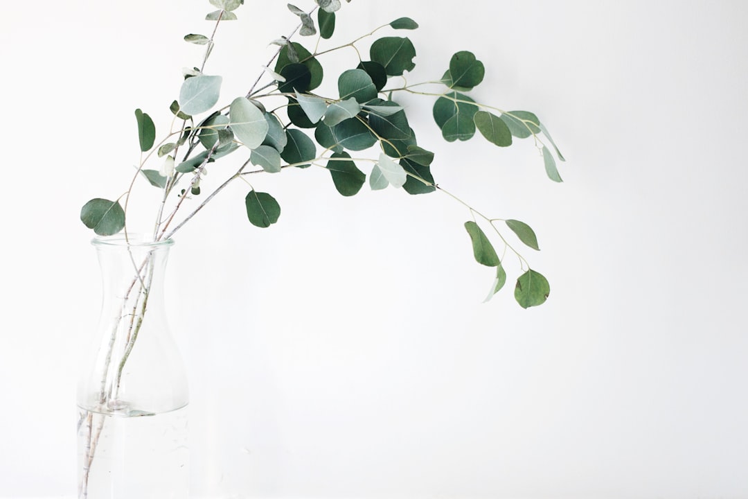 White background, white wall, eucalyptus in a glass vase, a simple composition, minimalist style, clean and fresh light, delicate details, soft lighting, clear focus, natural green tone, and calm emotions. In the style of minimalist artists. –ar 128:85