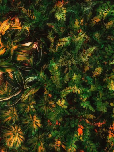 green plants, ferns and tropical foliage seen from above, warm colors, hyper realistic photography in the style of unknown artist. --ar 3:4