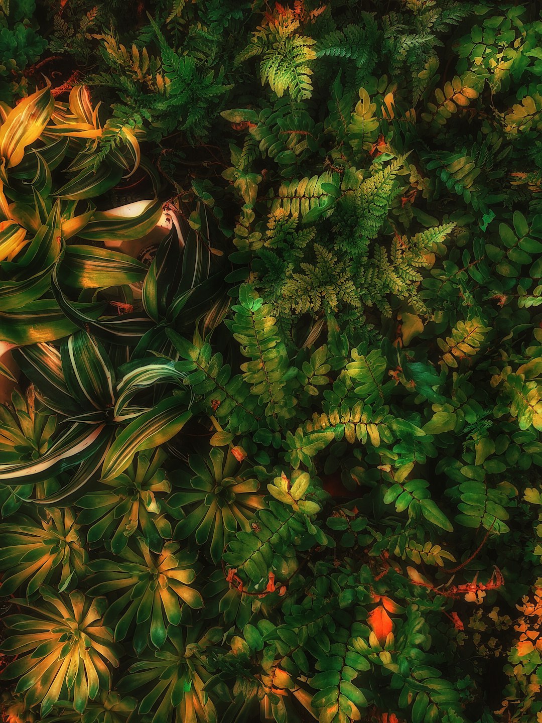 green plants, ferns and tropical foliage seen from above, warm colors, hyper realistic photography in the style of unknown artist. –ar 3:4