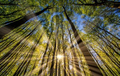 photo of tall trees in a forest, sun rays through the leaves, view from below looking up at the sky, springtime, National Geographic photography. --ar 128:81