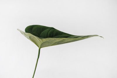 One green anthurium leaf on a white background, minimalist photography with high resolution and high contrast using natural light from a low angle and wide view, zoomed out with neutral colors and no shadows for a professional photograph in the style of a full body portrait taken from far away. --ar 128:85