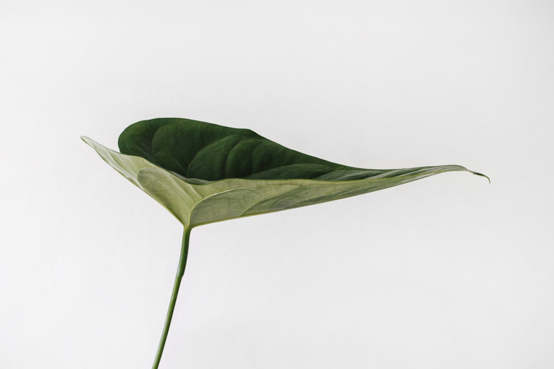 One green anthurium leaf on a white background, minimalist photography with high resolution and high contrast using natural light from a low angle and wide view, zoomed out with neutral colors and no shadows for a professional photograph in the style of a full body portrait taken from far away. –ar 128:85