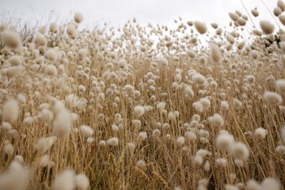 A field of fluffy white cotton balls, with the backdrop showing tall grasses and plants. The photo was taken from an angle that showcases the dense cluster of woolen flowers on each plant's head, creating a visually appealing contrast between them and their surroundings. This scene captures the beauty in nature's display of texture and form through the delicate petals and soft textures of these fluffy seeds. --ar 128:85