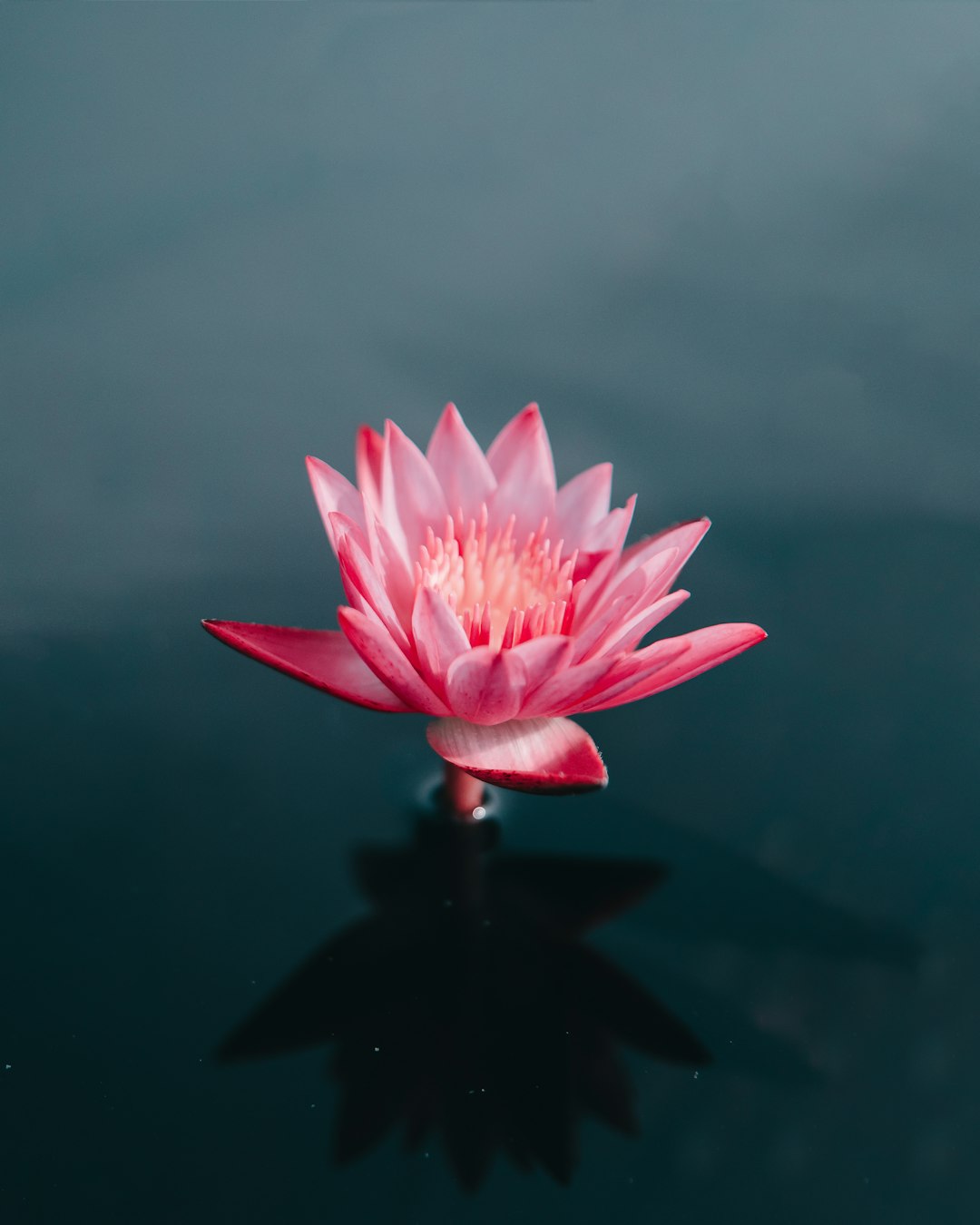 Pink lotus flower floating on water with a simple background, macro photography with high definition and high resolution providing sharp details, professional color grading with clean sharp focus and depth of field using natural light, minimalistic and cinematic style, in the style of fujifilm –ar 51:64