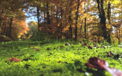 In the forest, there is moss on grassy ground with autumn leaves scattered around it. In front of the camera, a low angle shot with a closeup view and bokeh background in natural light with a green tone captured with a wideangle lens in a grassland environment with rich details and warm colors in the style of Chinese artist. --ar 128:79