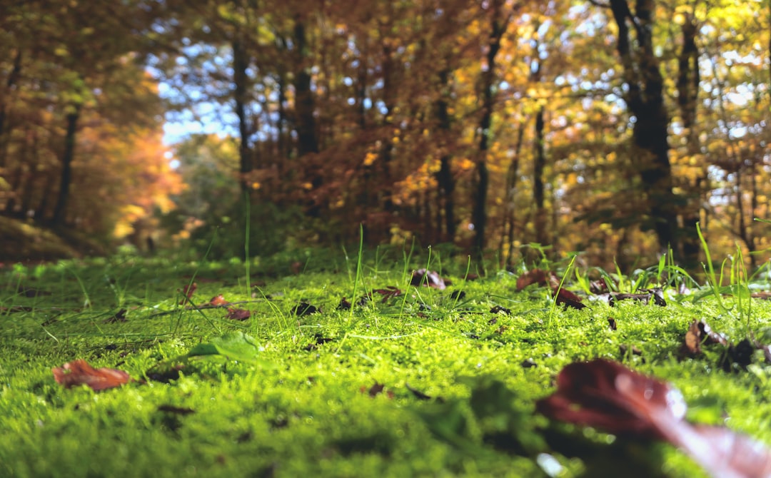 In the forest, there is moss on grassy ground with autumn leaves scattered around it. In front of the camera, a low angle shot with a closeup view and bokeh background in natural light with a green tone captured with a wideangle lens in a grassland environment with rich details and warm colors in the style of Chinese artist. –ar 128:79