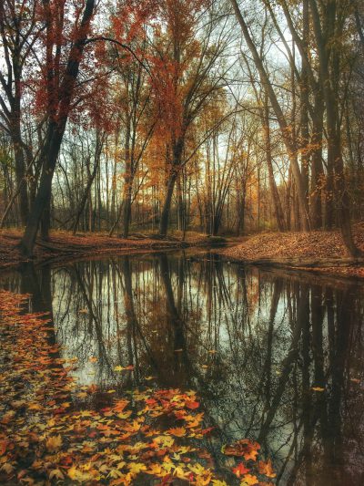 Autumn forest with pond, reflections of trees in the water, autumn leaves on the ground and tree branches, autumn colors, autumn scene, autumn nature photography, wide angle, golden hour lighting, tranquil forest, reflection in the river, autumn color palette, beautiful nature scene, autumn landscape, forest with foliage trees, fall foliage in the woods, autumn forest scene, fall color background, autumn forest landscape in the style of autumn nature photography. --ar 3:4