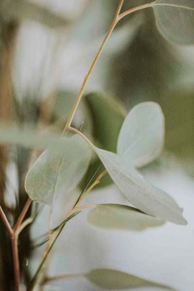 A closeup of eucalyptus leaves, captured in soft focus against the backdrop of an indoor plant; minimalist aesthetic with muted tones and a shallow depth of field creating a dreamy atmosphere. in the style of an indoor plant; minimalist aesthetic with muted tones and a shallow depth of field creating a dreamy atmosphere. --ar 85:128