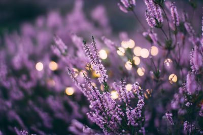 Close up of purple heather flowers, blurred background with bokeh lights, low depth of field, in the style of unsplash photography. --ar 128:85