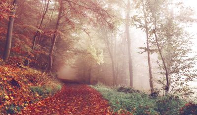 A foggy autumn forest path, with leaves scattered on the ground and trees in various shades of red, orange, green, and yellow. The soft light creates an ethereal atmosphere as sunlight filters through the misty air. A small wooden trail leading into distance is visible. --ar 64:37