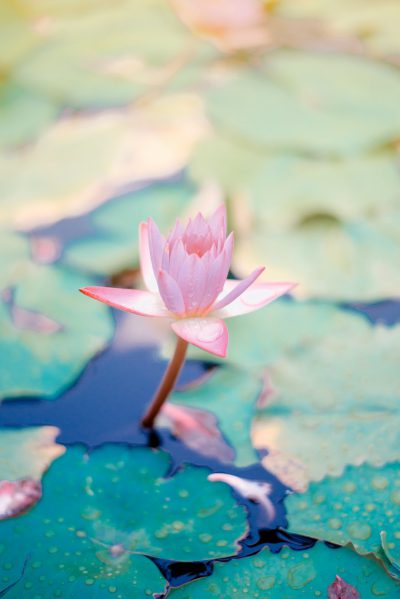 Pink lotus flower blooming on the water, green leaves floating in the clear pond, macro photography, romanticism, pink and blue tones, high definition photography, natural light, calm lake surface, soft focus. The petal texture is clearly visible, the color of the petals has a delicate gradient effect, delicate details make people feel peaceful, low angle shot, wideangle lens, water ripples reflect colors. This scene gives me an immersive feeling as if I am standing in the style of the beautiful pool, enjoying nature's beauty. --ar 85:128