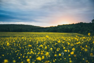 A wide shot of the field with yellow flowers, a beautiful green forest in the background, a cloudy sky at sunset, photo taken in the style of Canon EOS, 50mm lens --ar 128:85