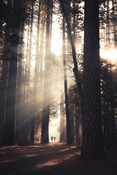 In the forest, tall trees stand straight on both sides of an empty path, with sunlight shining through them and casting long shadows onto people walking along it. The photo is taken from behind two large pine tree trunks in front to capture their silhouettes. In the background there's another couple taking photos, adding depth to the scene. This photograph captures the tranquility of nature and its beauty. in the style of nature photography. --ar 85:128