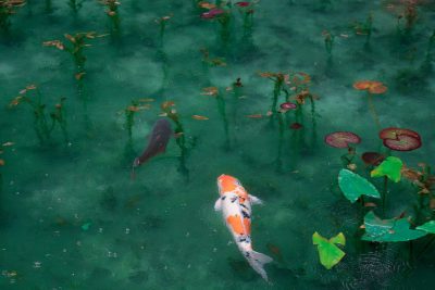 Overhead photo of the koi pond, the water is green and clear with lotus flowers on top. A couple fish swim in it. This scene has an elegant atmosphere. The camera used was a Canon EOS R5 mirrorless camera using natural light to capture details and textures clearly. --ar 128:85