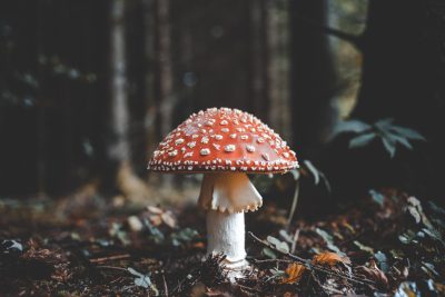 Photo of Amanita muscaria mushroom in the forest with natural light, in the style of unsplash photography. --ar 128:85