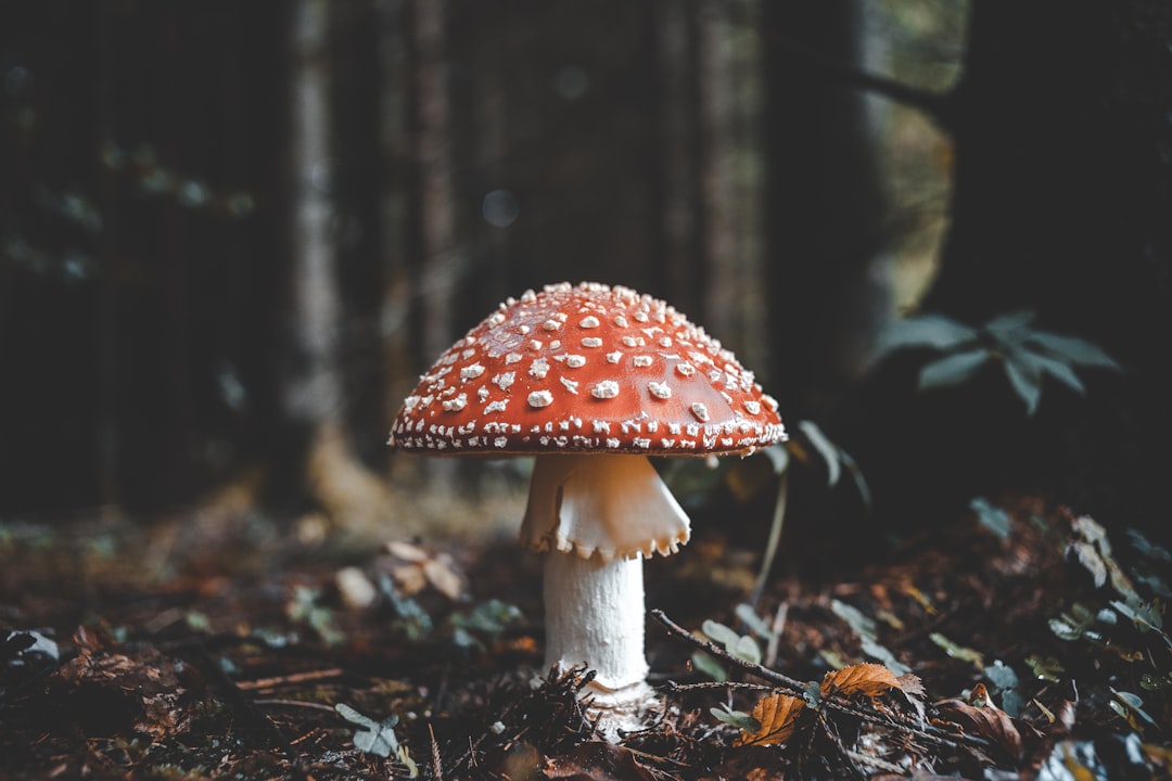 Photo of Amanita muscaria mushroom in the forest with natural light, in the style of unsplash photography. –ar 128:85