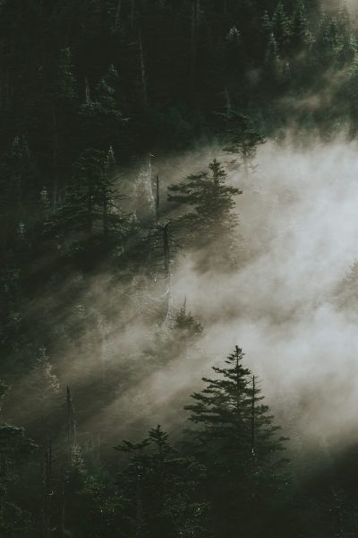 In the dense forest, mist fills and rises from the ground to form an ethereal veil that blends with the trees in the scene. The sunlight shines through the fog on part of it, creating soft light and shadow effects. In front is a tall pine tree. The style depicts aerial photography with a high definition, top view angle on a black background with a white smoke effect and green tone creating a mysterious atmosphere. High contrast, delicate texture, and green color tone are used in the style of aerial photography. --ar 85:128