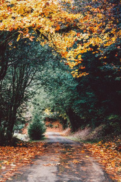 photo of an autumn forest with leaves on the ground, a road leading through it, shot in the style of on leica film camera using ektachrome --ar 85:128